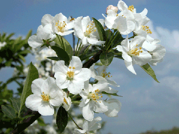 Almond Blossoms