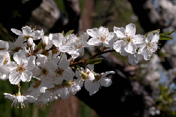 Apple blossoms