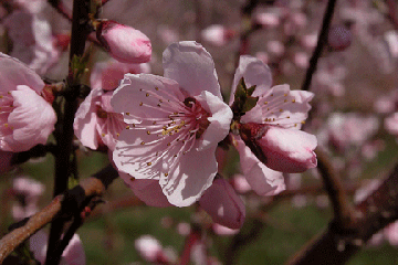 CherryBlossoms