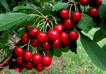 Ripe Cherries