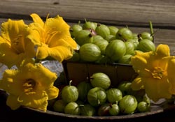 Gooseberries