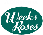 Weeks Roses